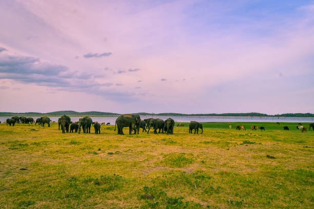 Minneriya National Park